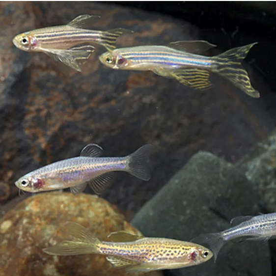 Danio Longfin Mixed Reg