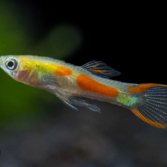 Endler's Blond Guppy Reg