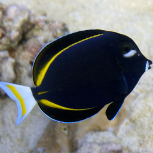 Gold Rim Tang M