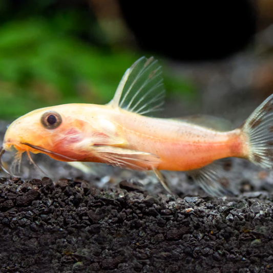 Synodontis Gold Nigrita Med