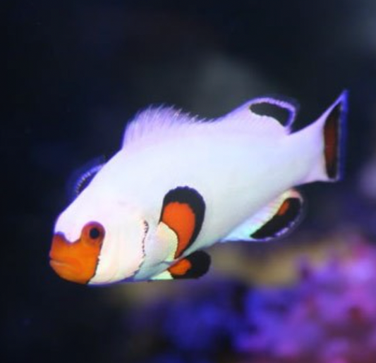 Clown Ocellaris Wyoming White