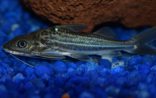 Pimodella Catfish XLg