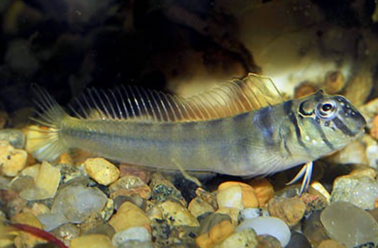 Freshwater Zebra Blenny