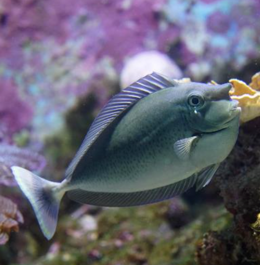 Spotted Unicorn Tang Med