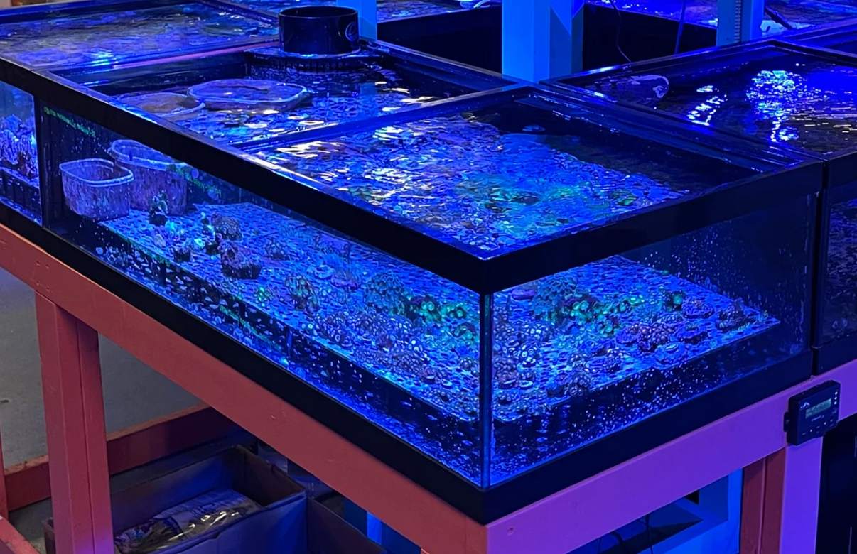 USED 50 Gallon Lowboy Richmond Aquarium