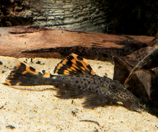 Three Beacon Pleco L-091 3-4"