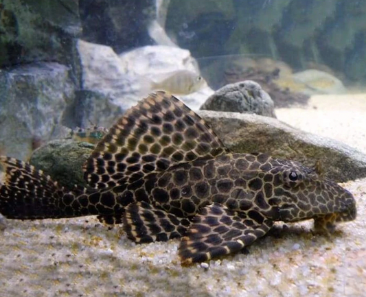 Pleco Florida xlrg