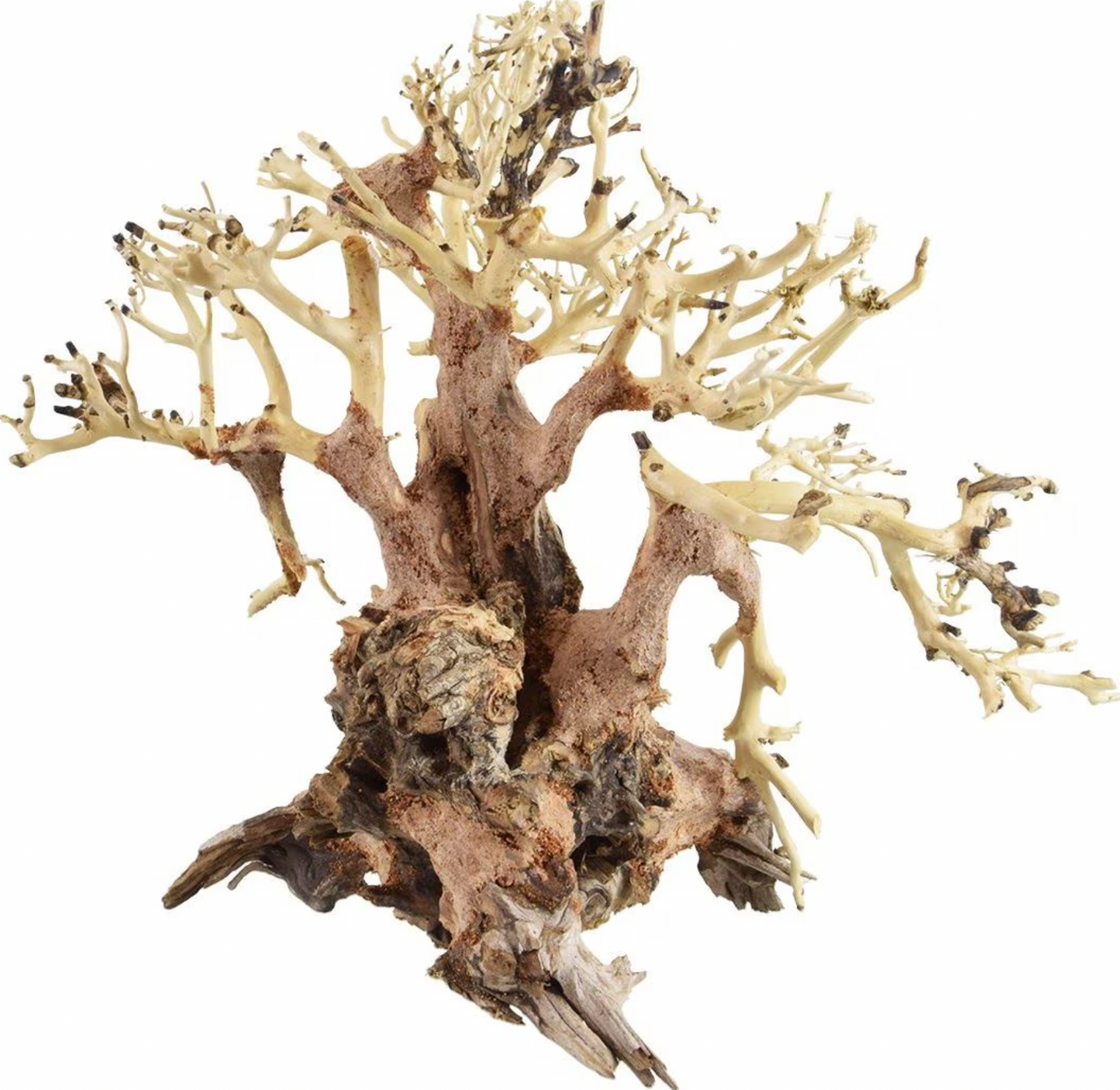 Bonsai Wood Decorative Med