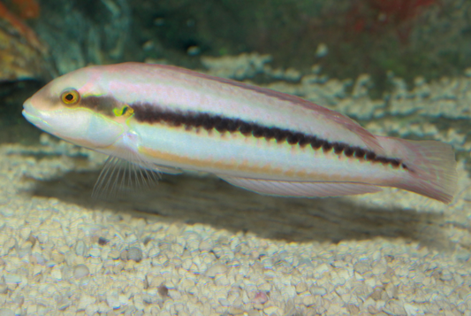 Slippery Dick Wrasse Med