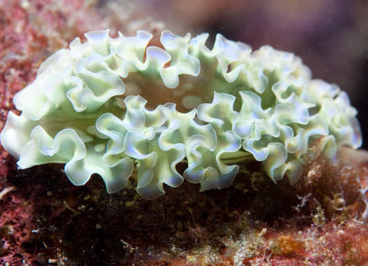 Nudibranch Lettuce Green