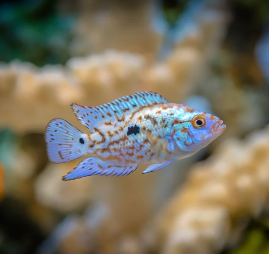 Electric Blue Jack Dempsey Sml