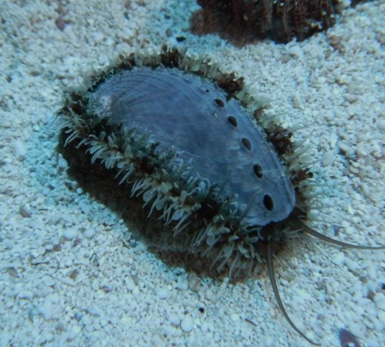 Fuzzy Tiger Racer Abalone