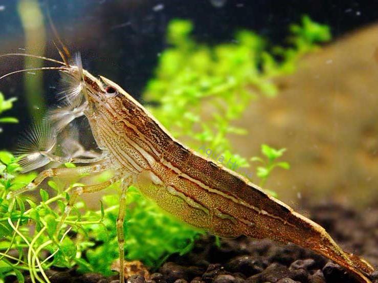 Shrimp Bamboo Reg