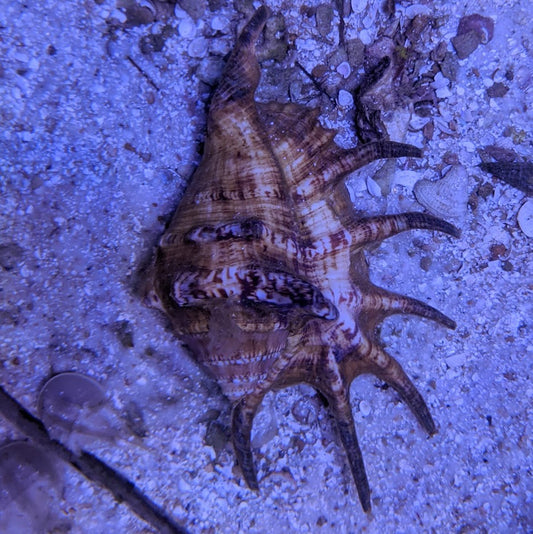 Spider Conch