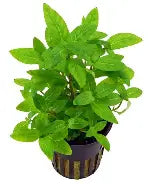 Staurogyne Potted Plant