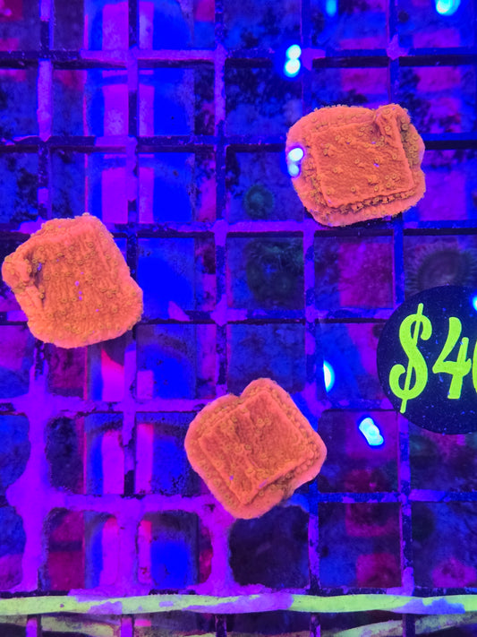 Sunburst Montipora Frag