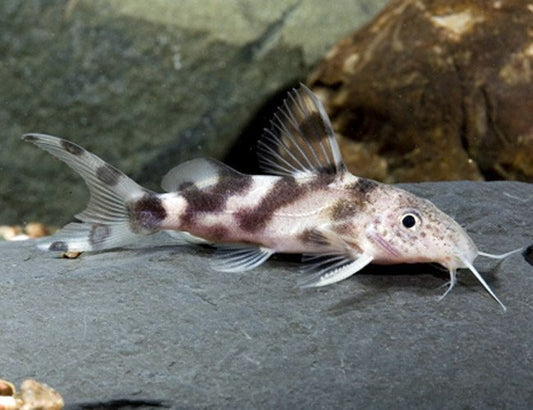 Synodontis Decorus Catfish Small