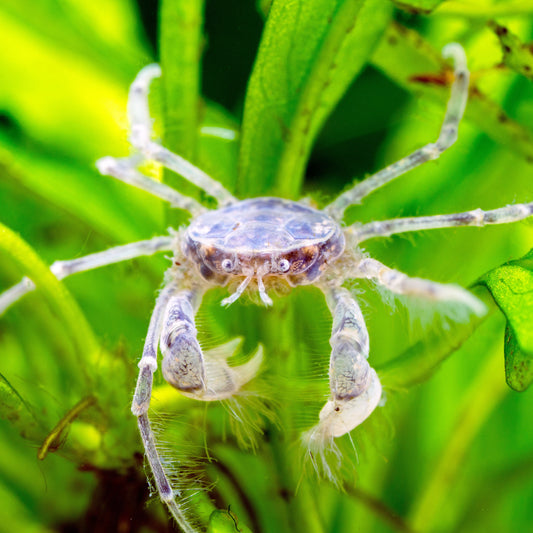 Thai Micro Spider Crab