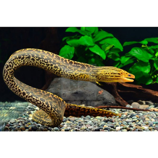 Borneo Tiger Eel 4-5"