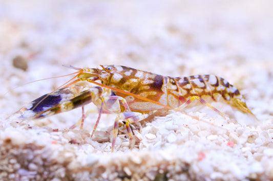 Tiger Pistol Shrimp