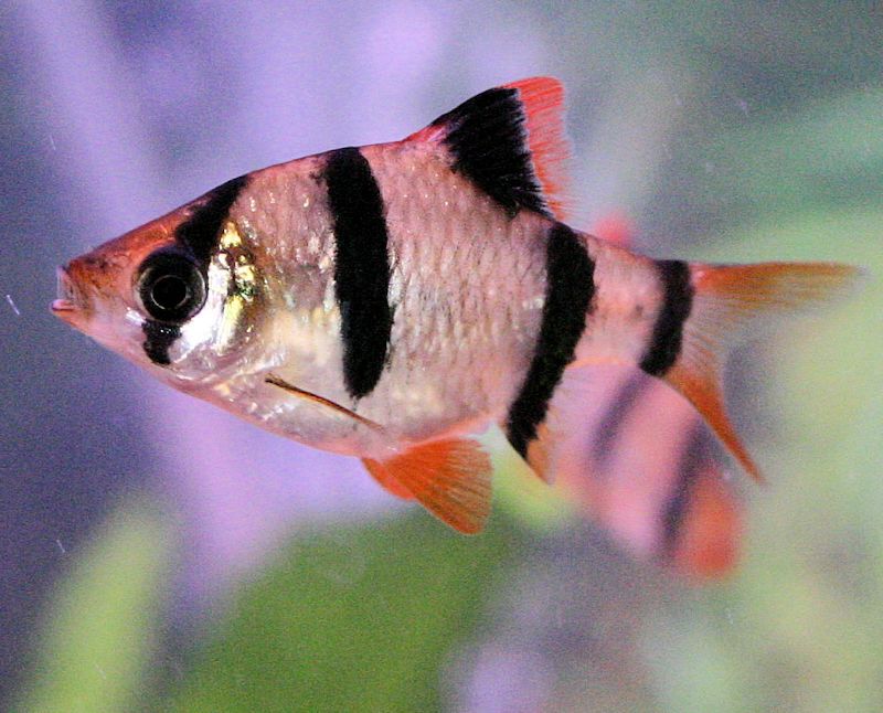 Tiger Barb Reg