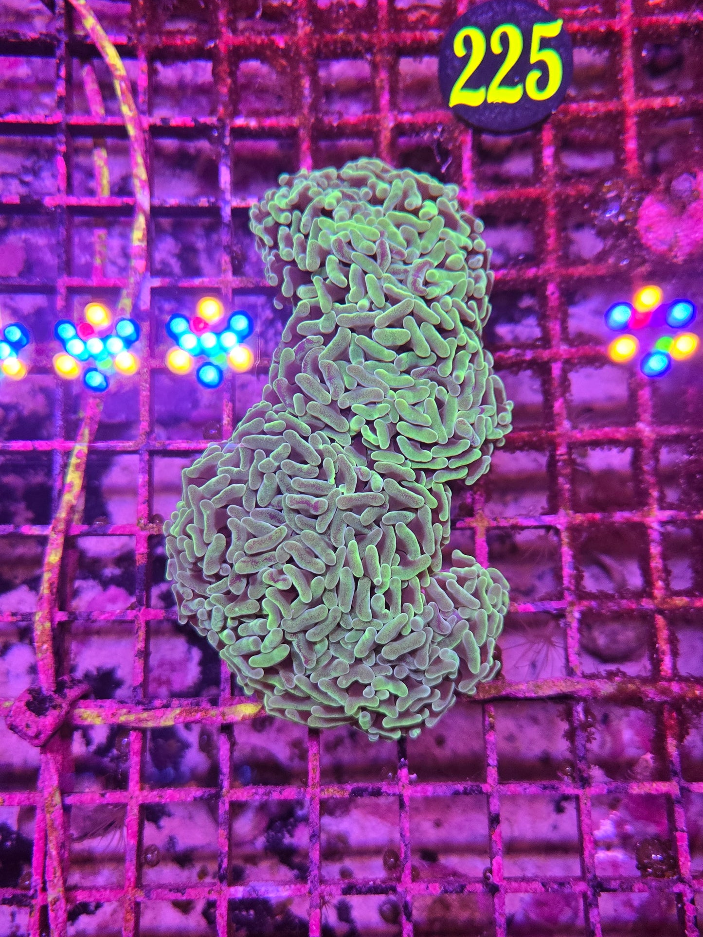 Aussie Neon Green Hammer 5 Head