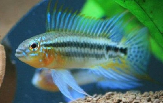 Apistogramma Two Stripe Blue