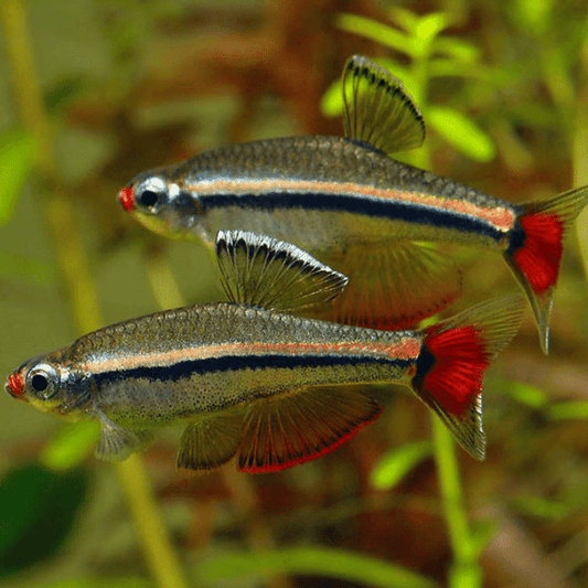 Vietnam White Cloud Tetra