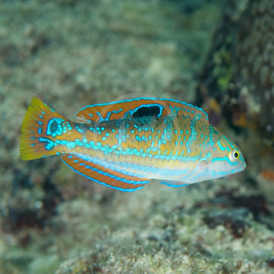 Pudding Wife Wrasse Med