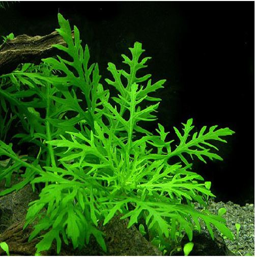 Plant Wisteria