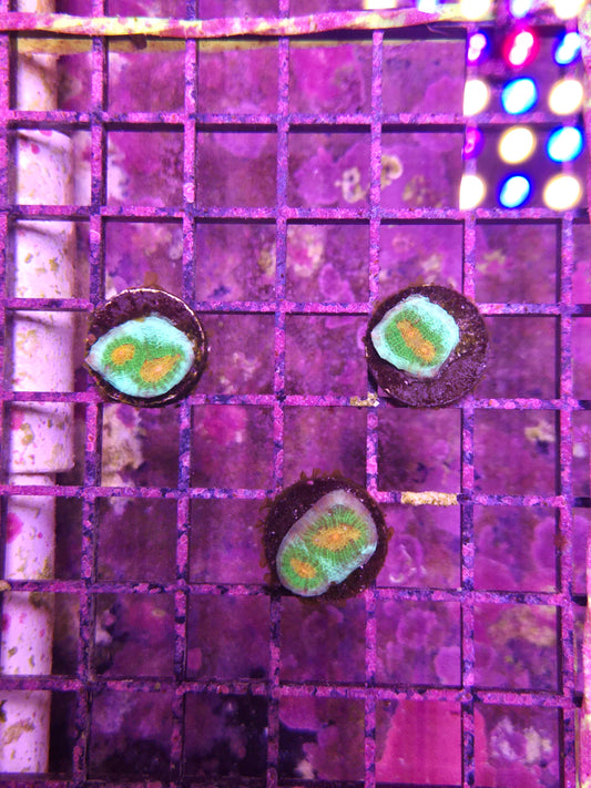 ECC Wild Ride Chalice Frag