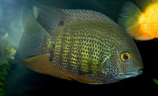 Green Severum  Lg