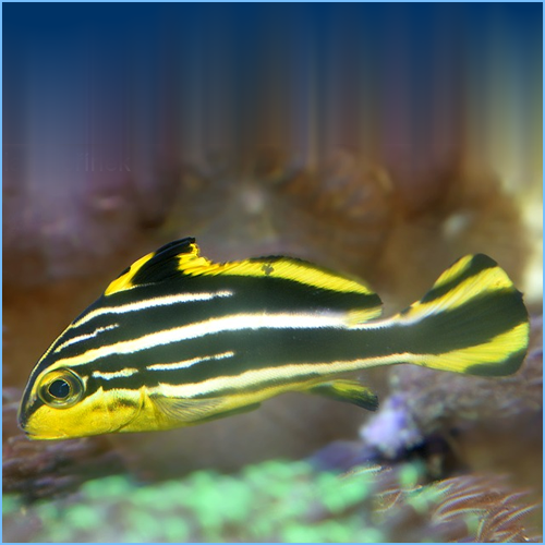 Striped Yellow Sweetlips