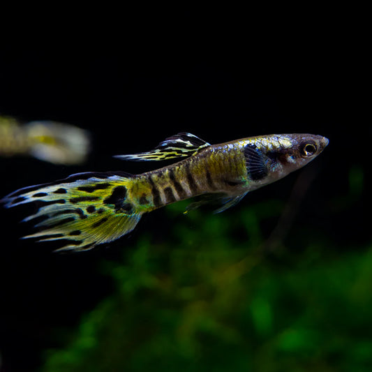 Endler's Yellow Tiger Livebearer Male Reg