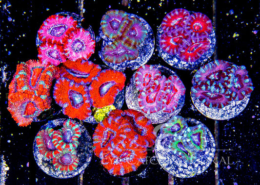 Ultra Grade Acan Lord Frag