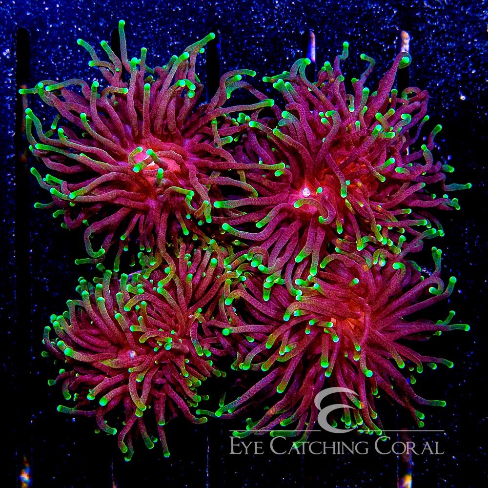 Western Aussie Multicolor Torch
