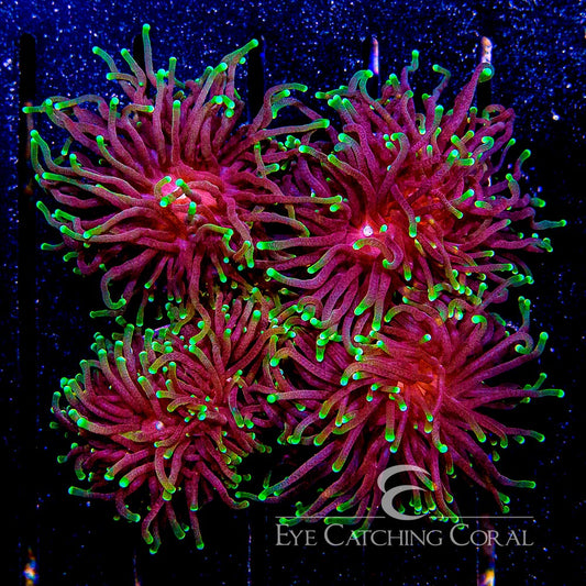 Western Aussie Multicolor Torch