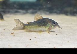 Aeneus Cory Cat Wild Trinidad Lg