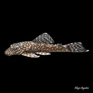 Pleco Aguaboa Bushynose L-032 2.5-3"