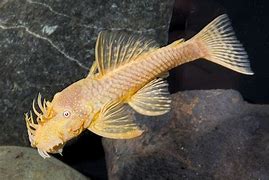 Pleco Bristle Albino Reg