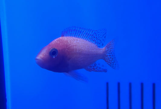 Peacock Cichlid XLG