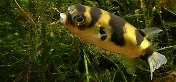 Amazon Puffer Tiny