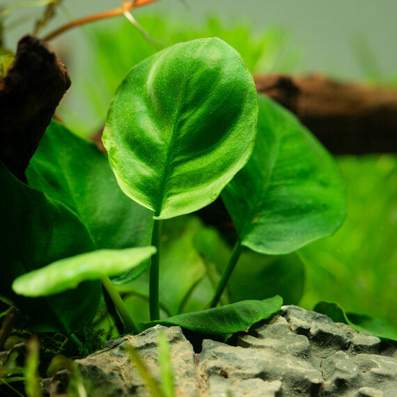 Anubius Barteri Roundleaf Md