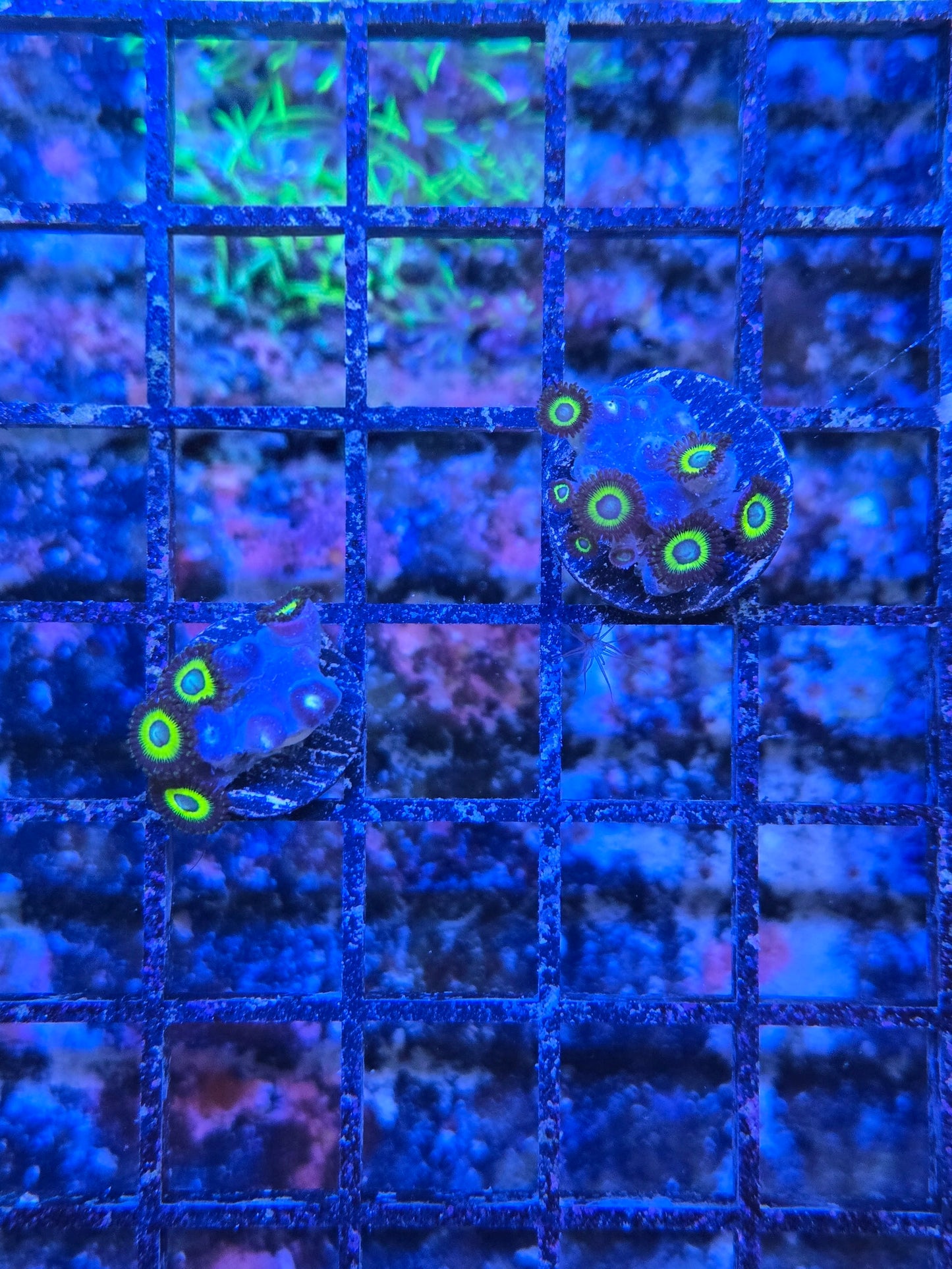 Aoi Zoa