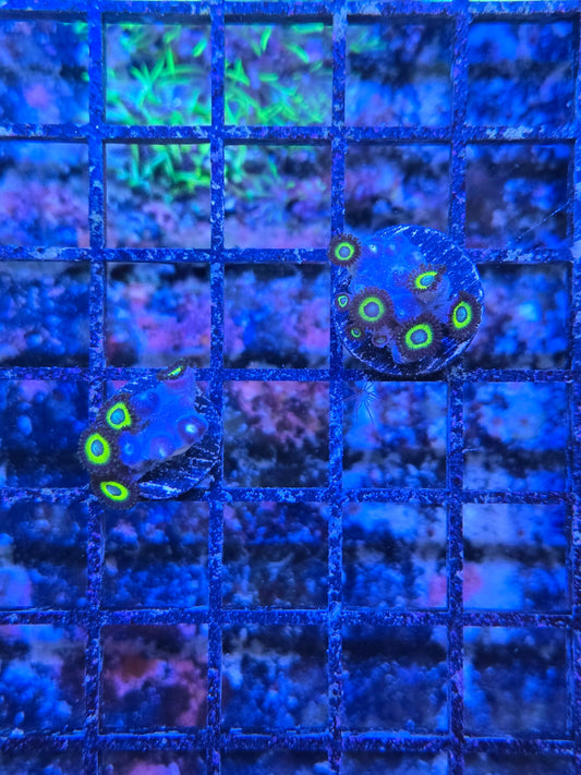 Aoi Zoa