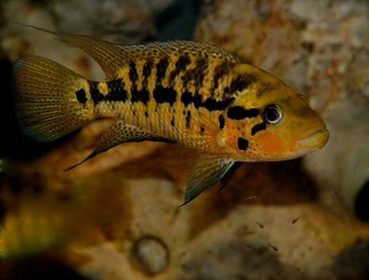 Red Tiger Motaguense Cichlid