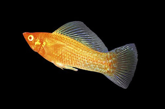 Molly Sailfin Gold Reg