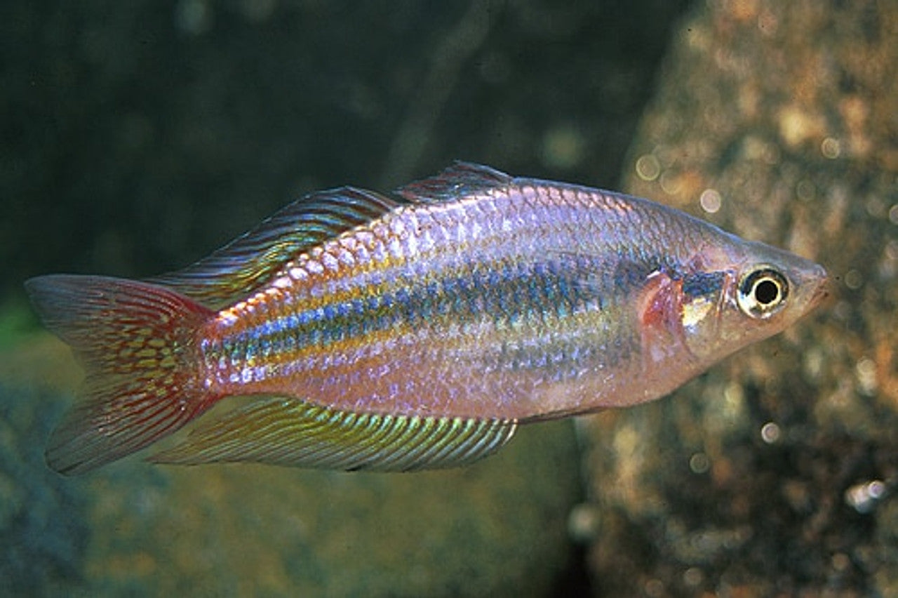 Rainbow Australian Reg.