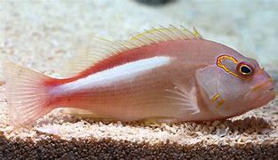 Hawkfish Arc Eye Med