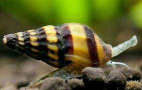 Assassin Snail (snail eater)